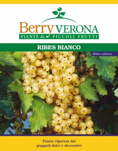 Ribes bianco